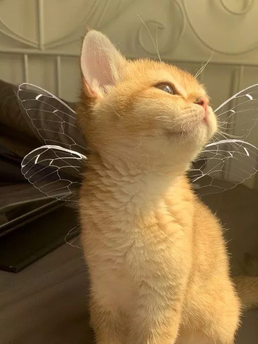天使猫猫