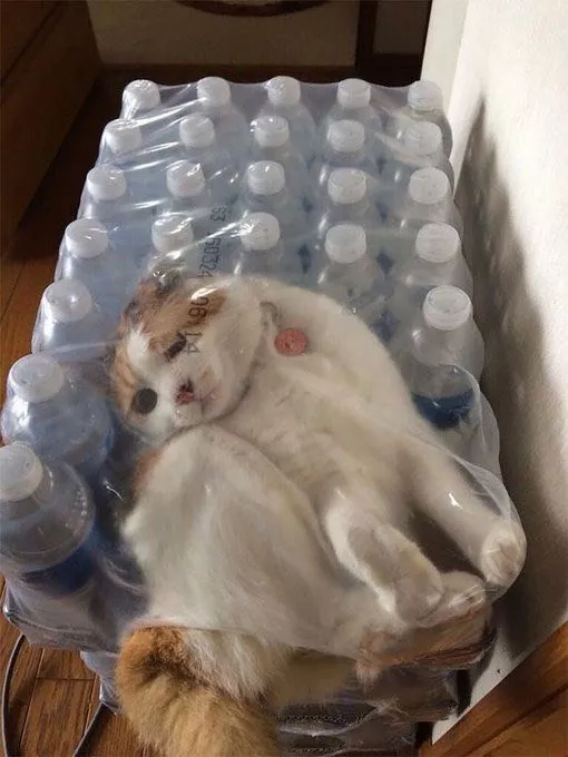 困在塑料包装的猫