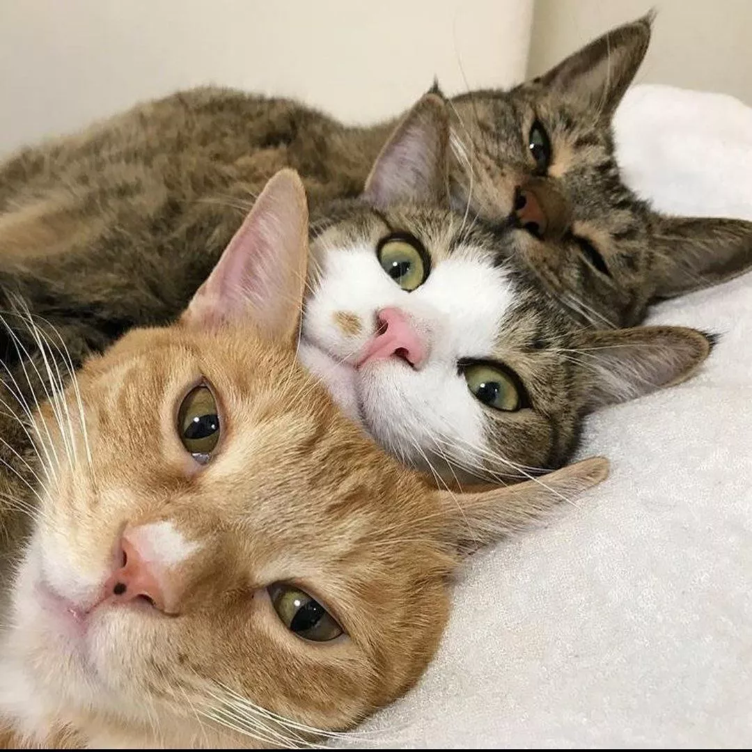 三只猫猫