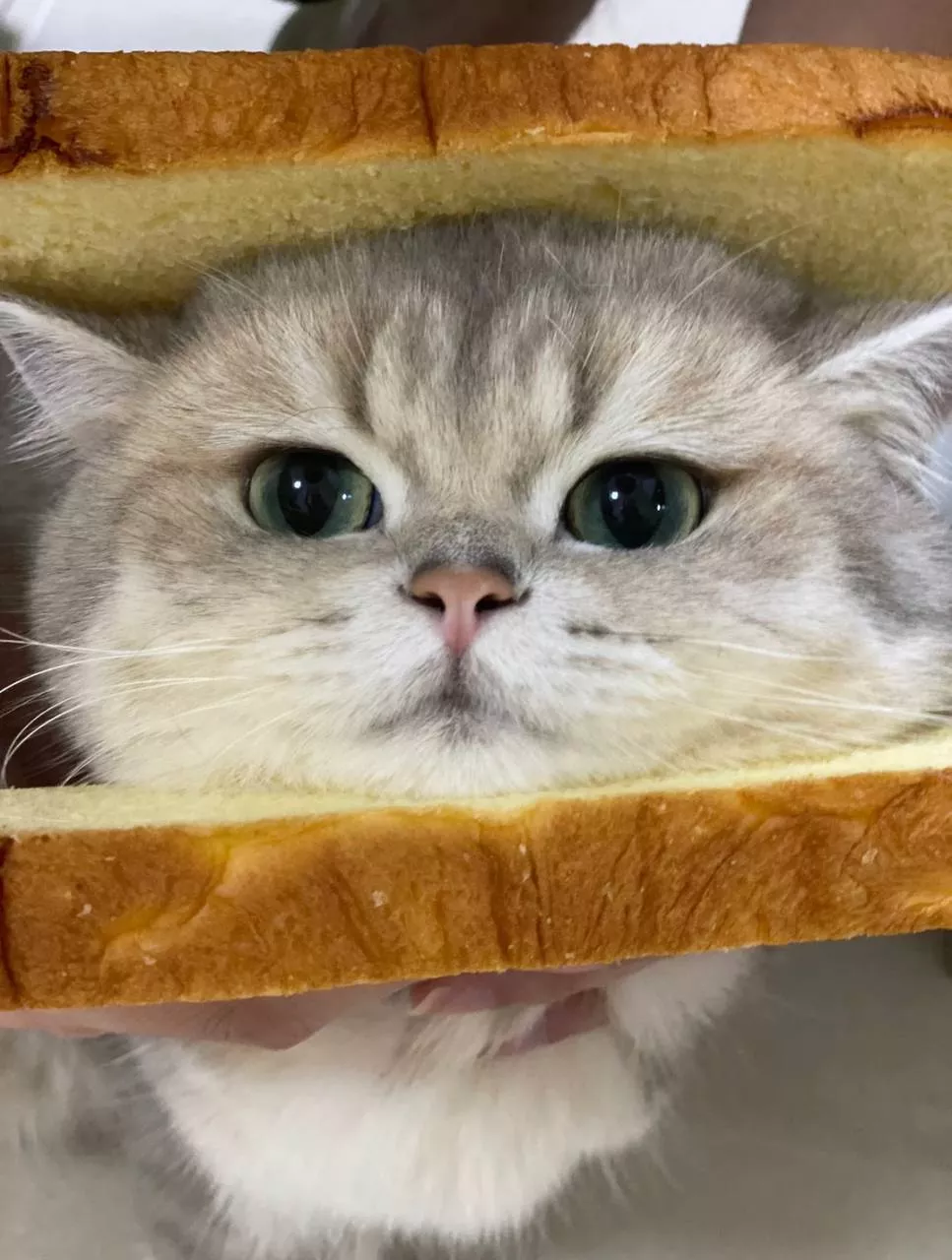 面包猫猫