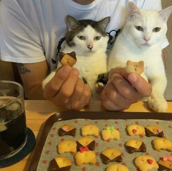 一摸一样 猫猫饼干