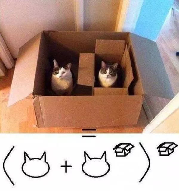 mèo mở hộp