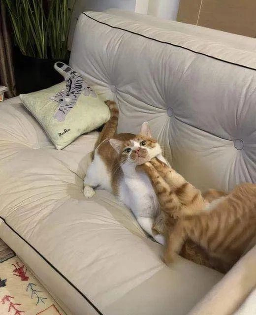 两只猫在沙发上战斗。