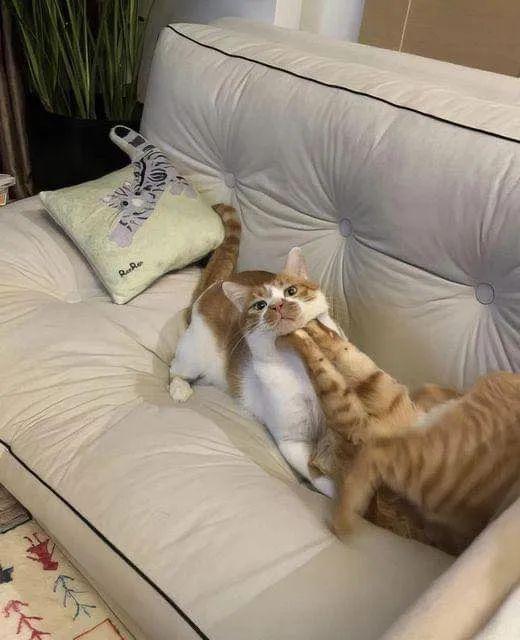 两只猫在沙发上战斗。