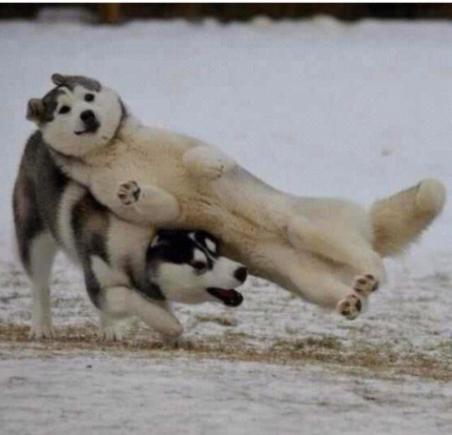 两只狗在雪地上玩耍。