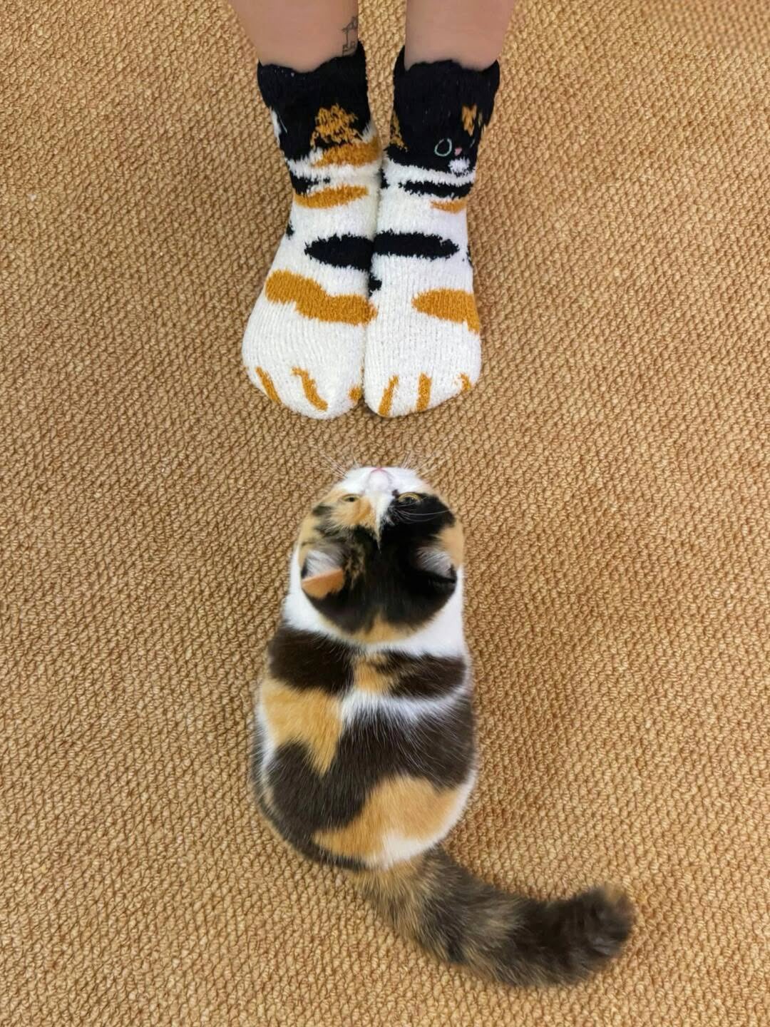 一只猫和一只老虎躺在地板上。