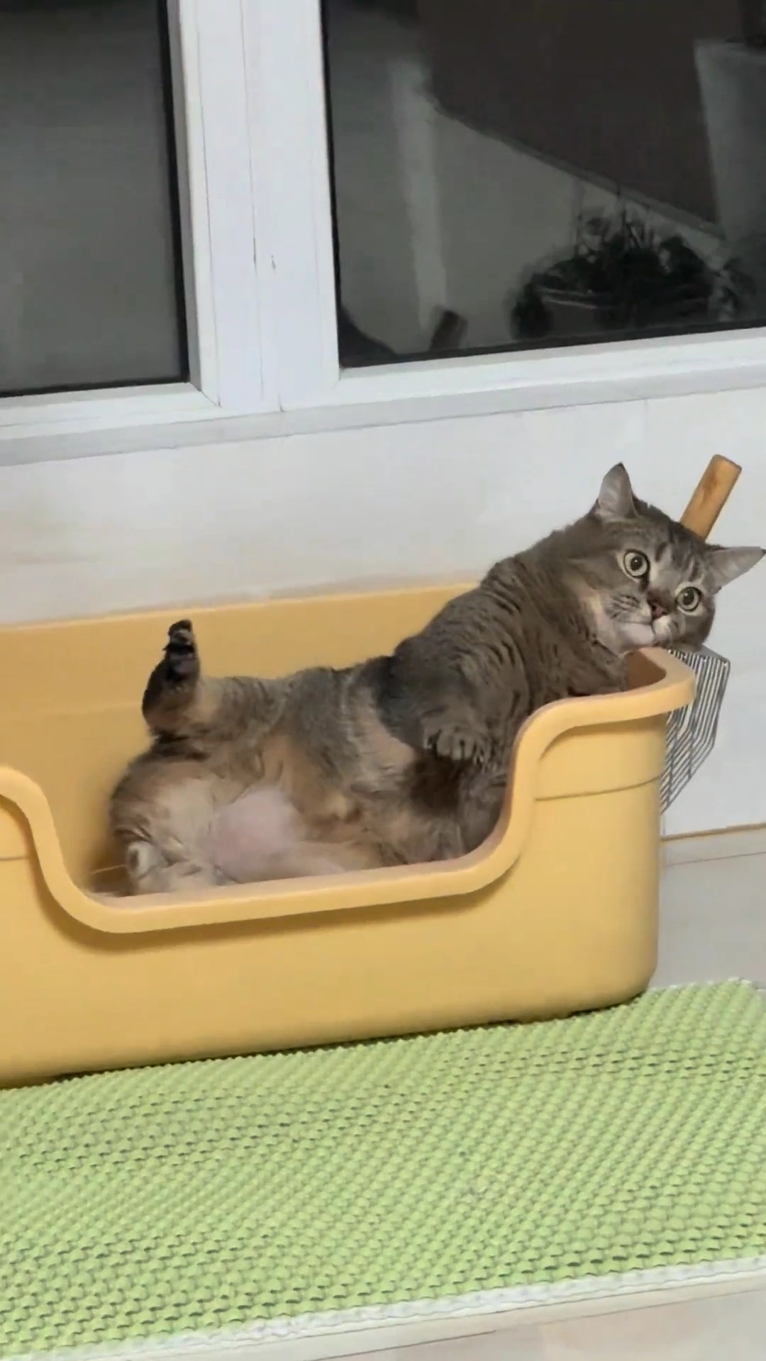 一只猫躺在黄色的浴缸里。