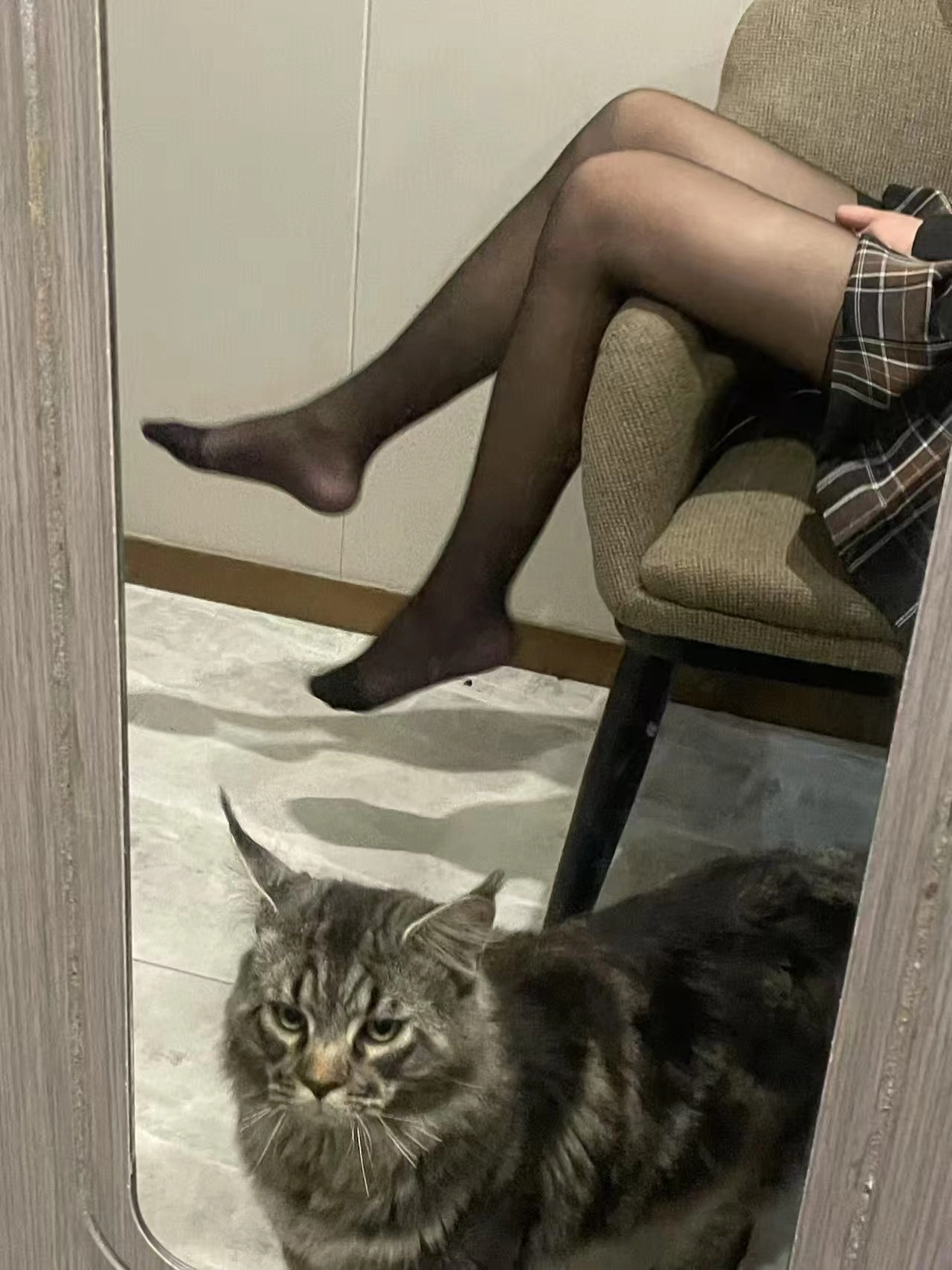 有一只猫,脸上有个温柔的目光。