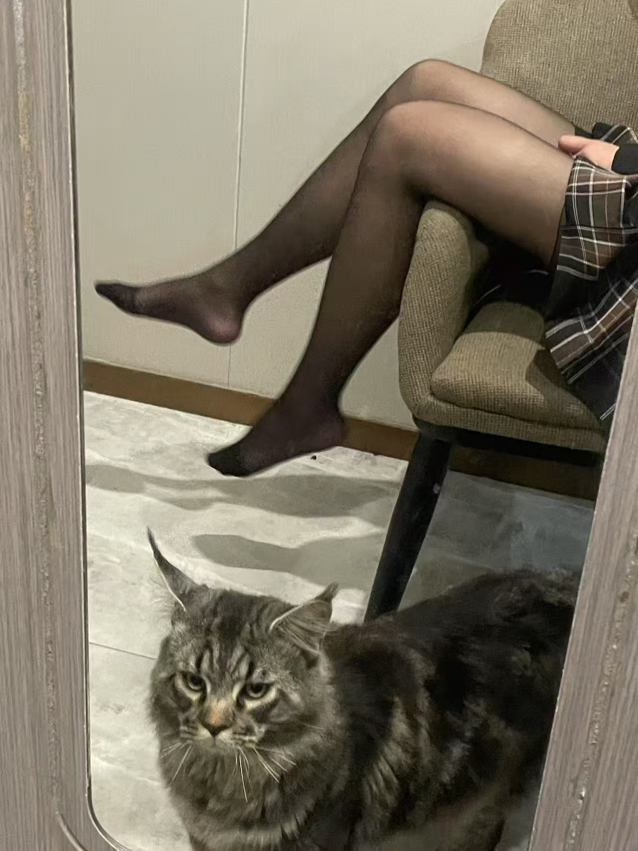 有一只猫,脸上有个温柔的目光。