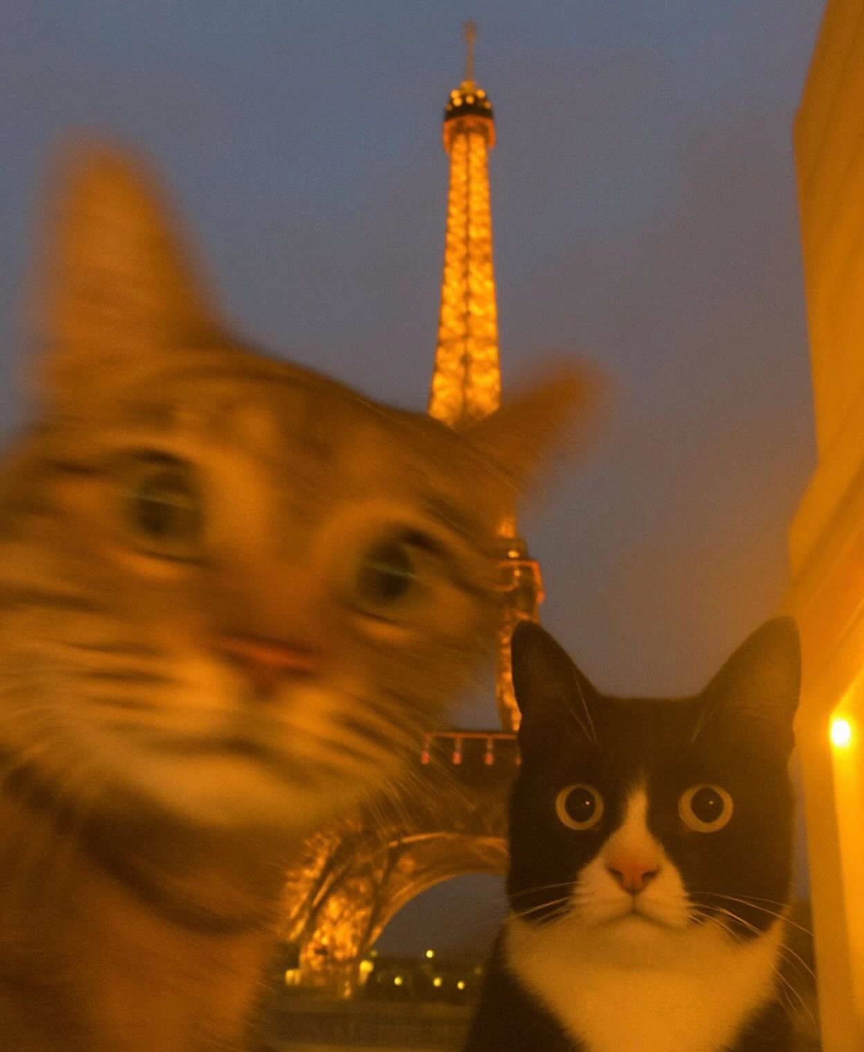 两只猫,是黑白的,另一个是橙色的,站在艾菲尔铁塔前面。