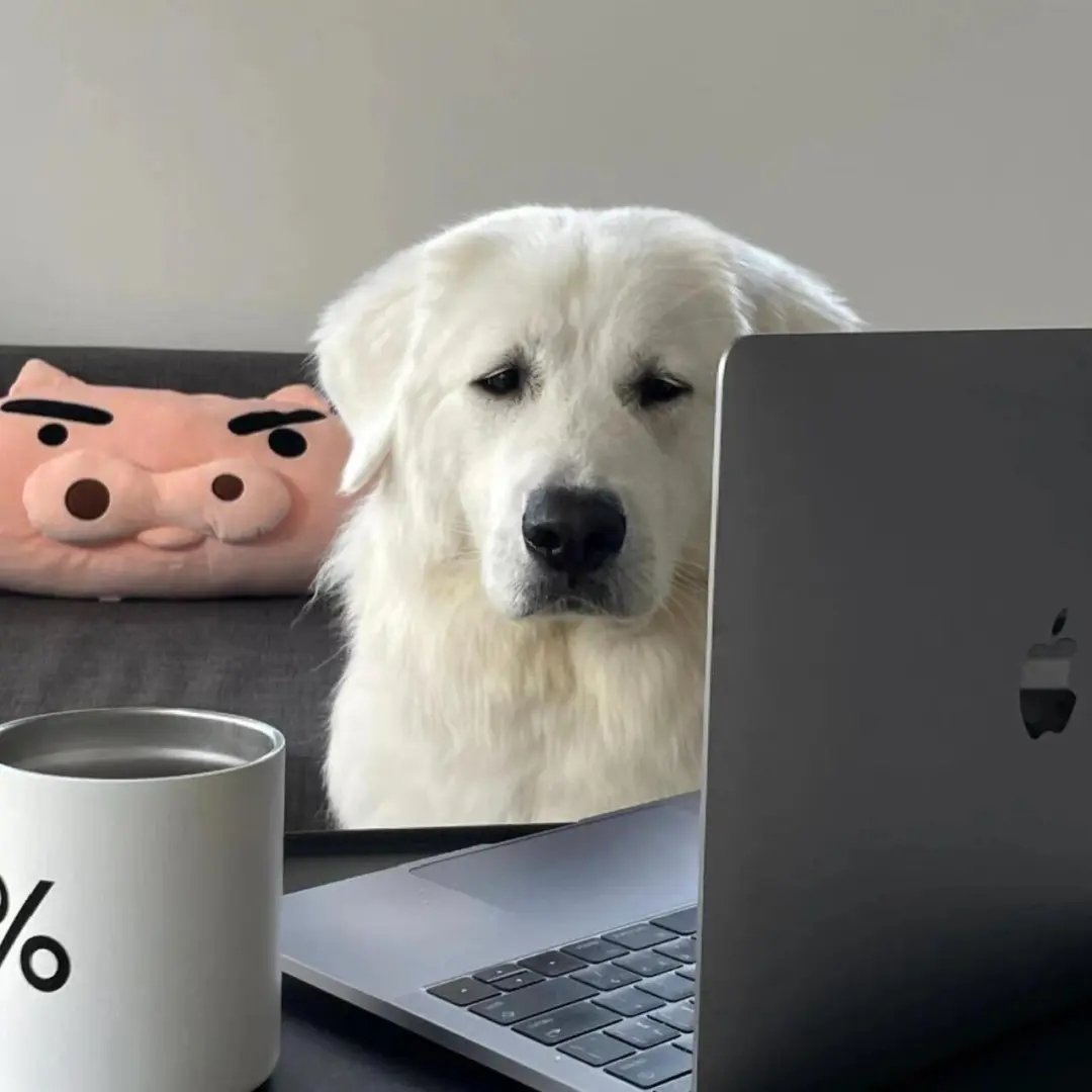 白色的狗坐在笔记本电脑前面。