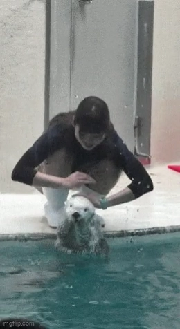 女人在游泳池里打了一个婴儿密封。