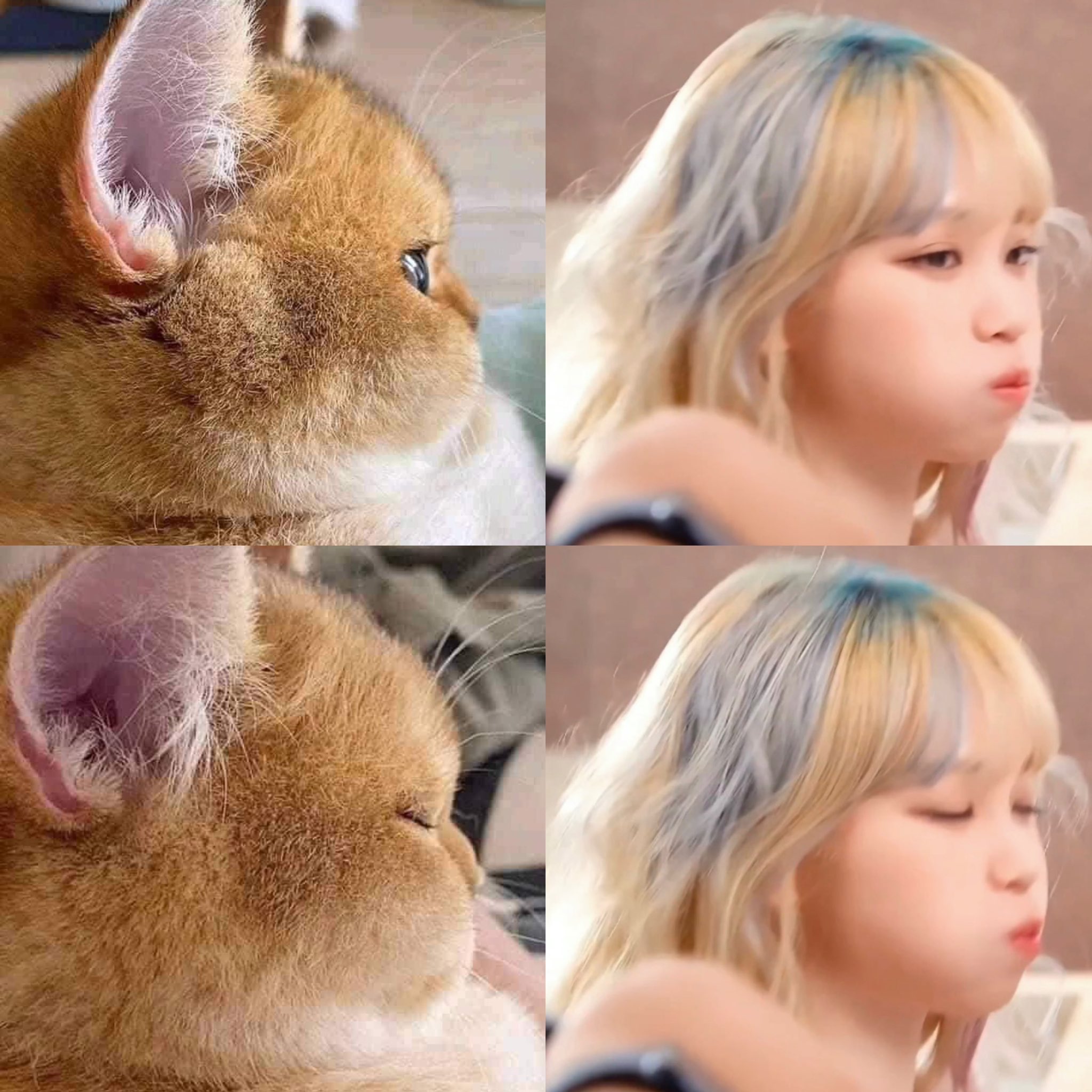 蓝头发的女人和一只猫。