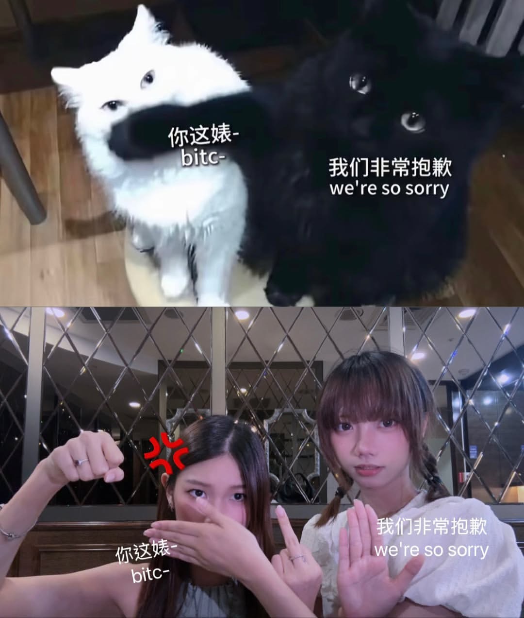 两个黑猫和两个白猫。