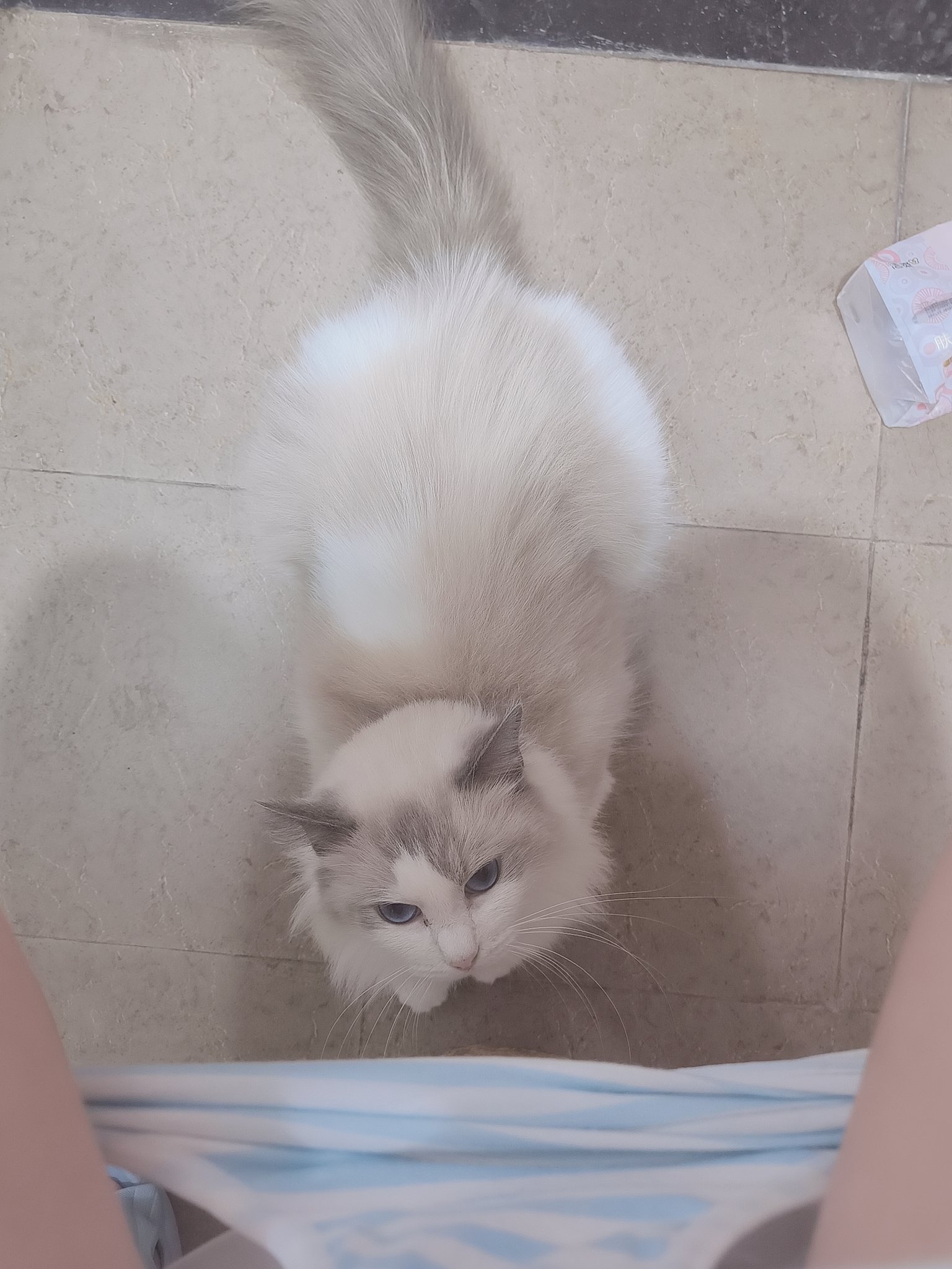 猫看着人的裤子。