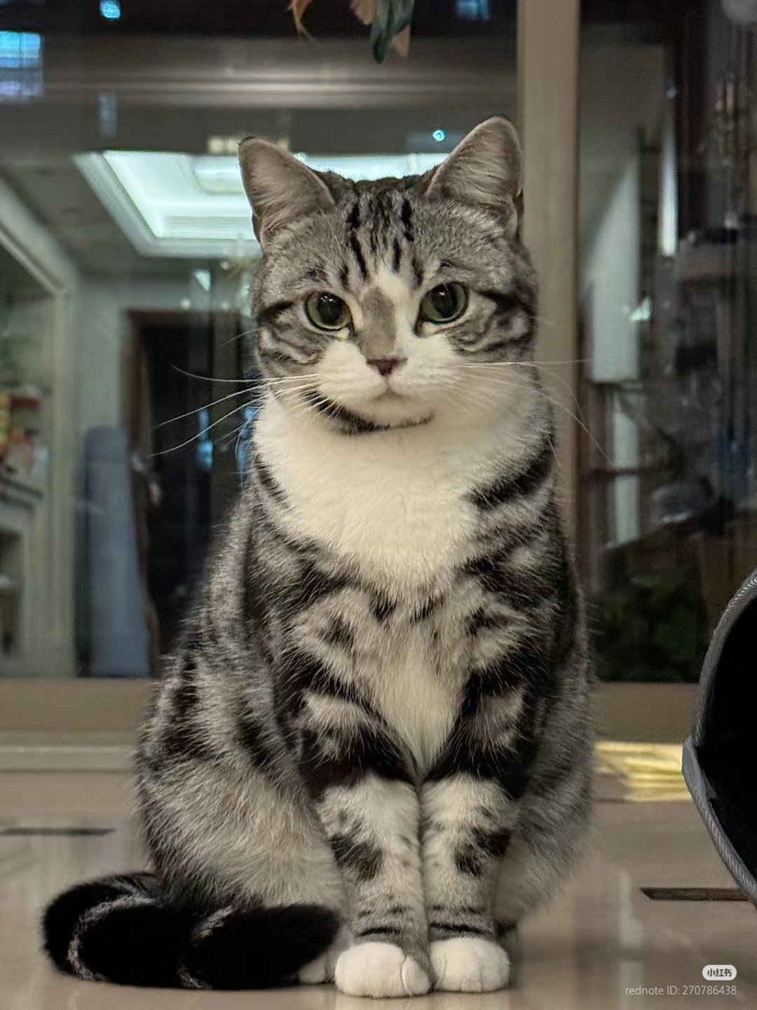 一只猫坐在桌子上。