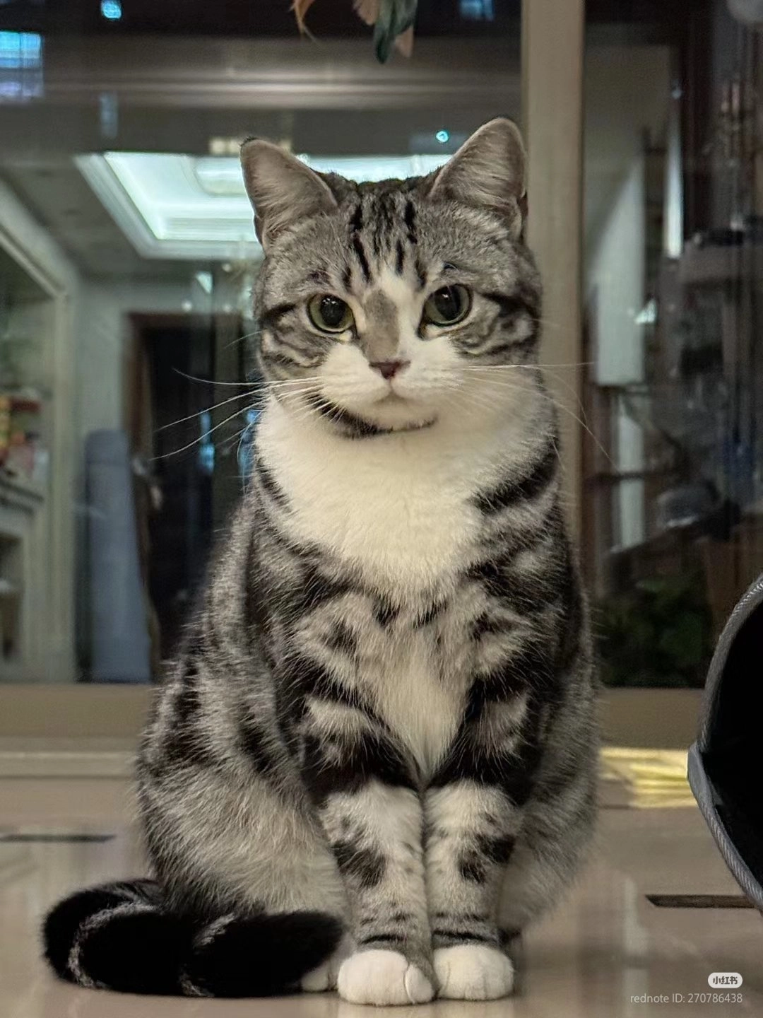 一只猫坐在桌子上。