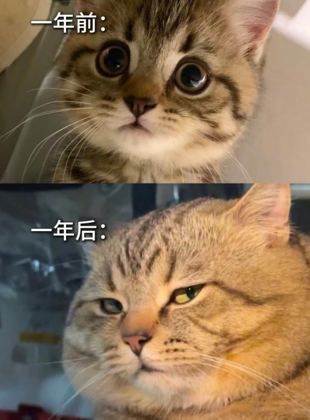 两只有不同颜色的眼睛的小猫。