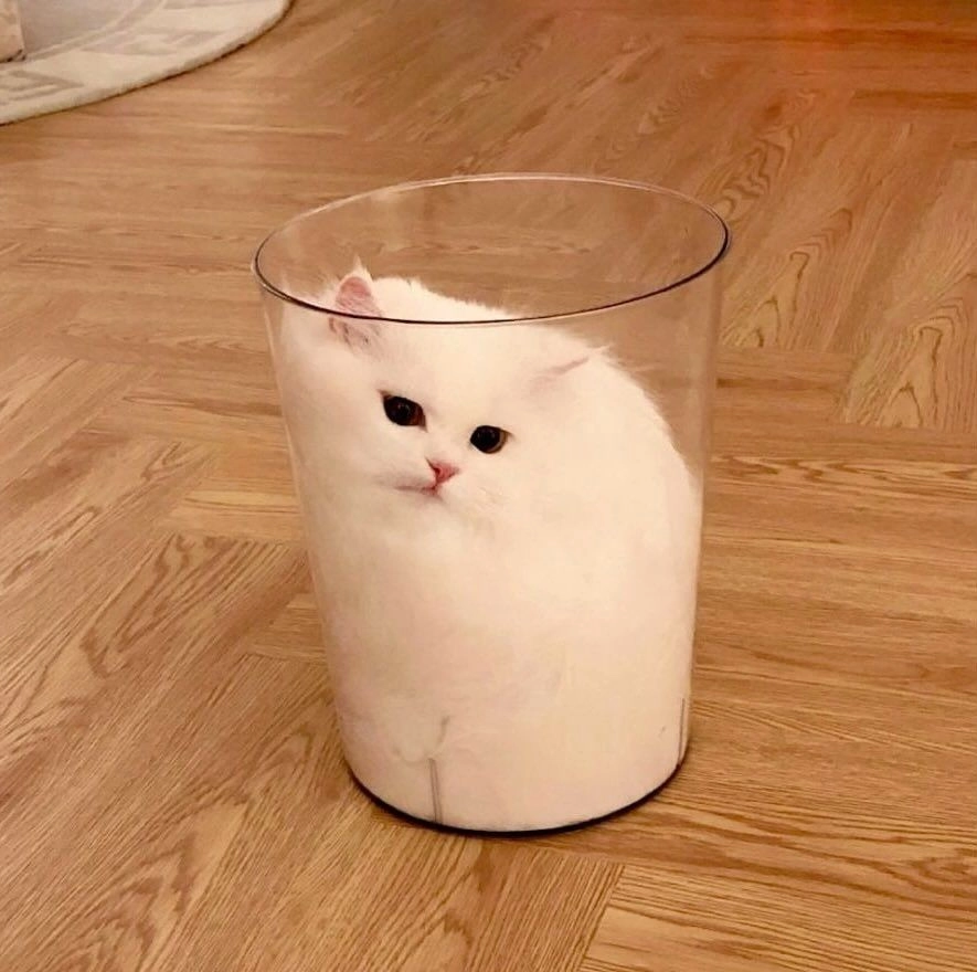 一只白猫坐在玻璃碗里。