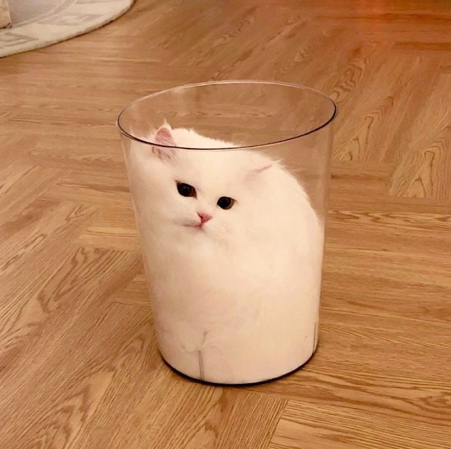 一只白猫坐在玻璃碗里。