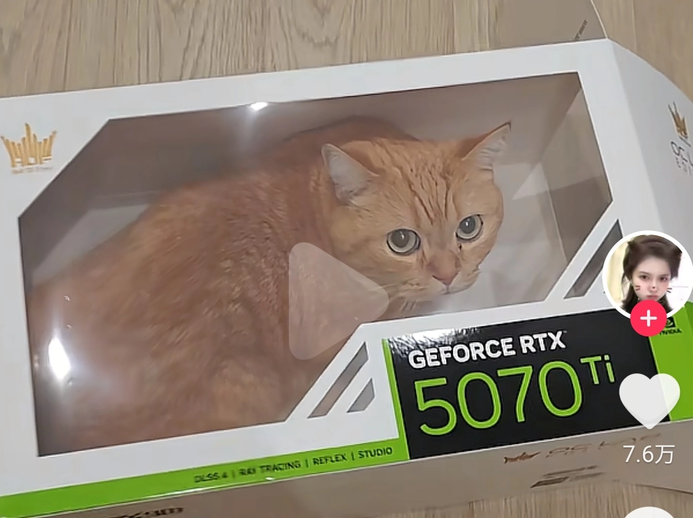 一只猫坐在盒子里,里面有一张5000系列的图形卡。