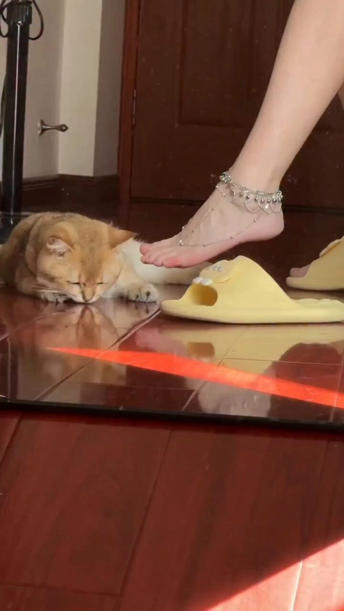 女人的脚在猫的旁边。