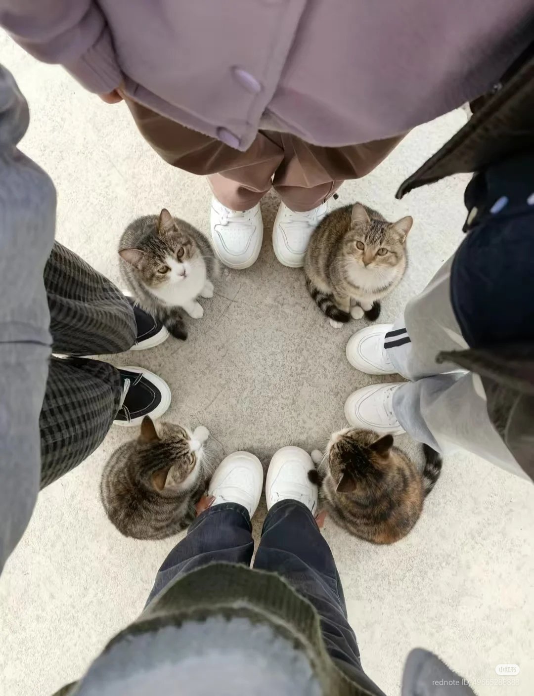 一群人和猫站在圈子里。