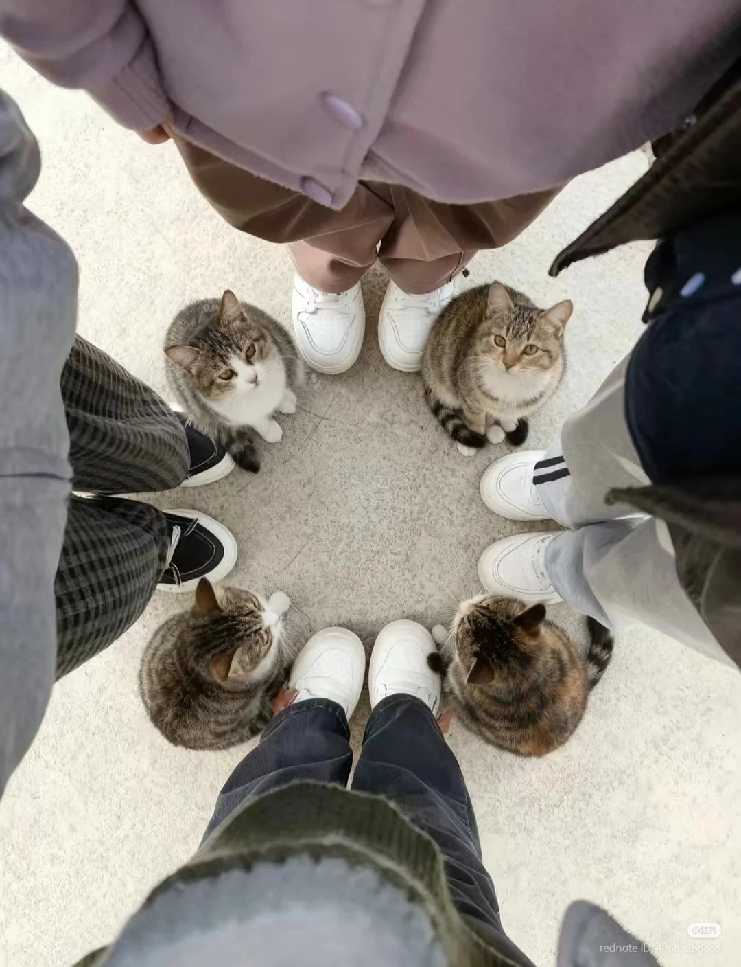 一群人和猫站在圈子里。