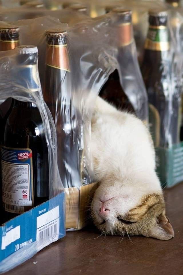 一只猫睡在一盒啤酒上。