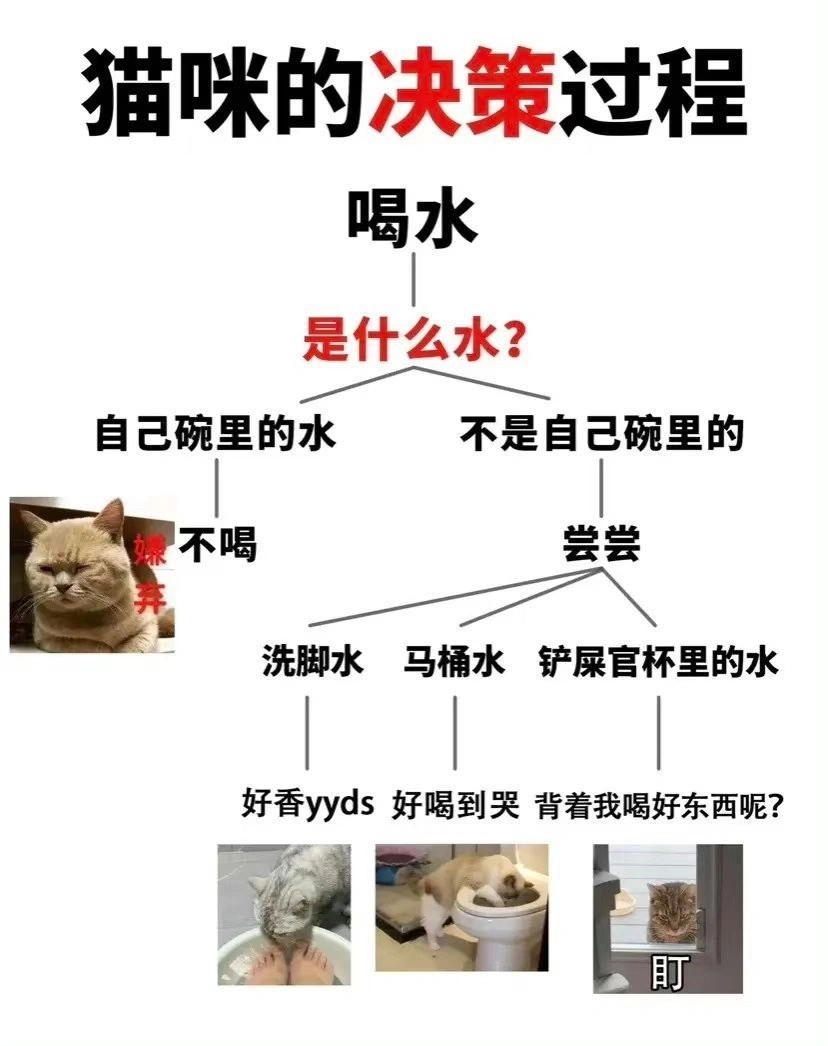猫咪逻辑学