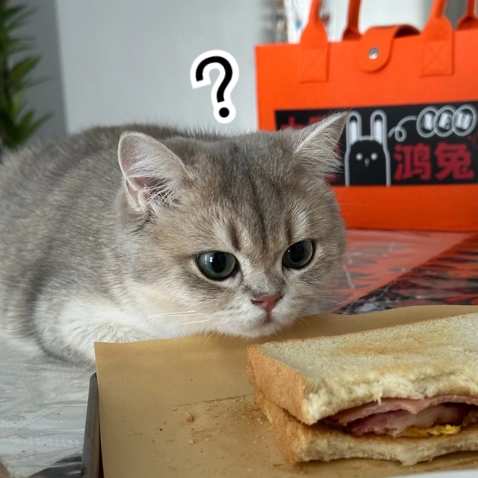 问号脸 猫猫
