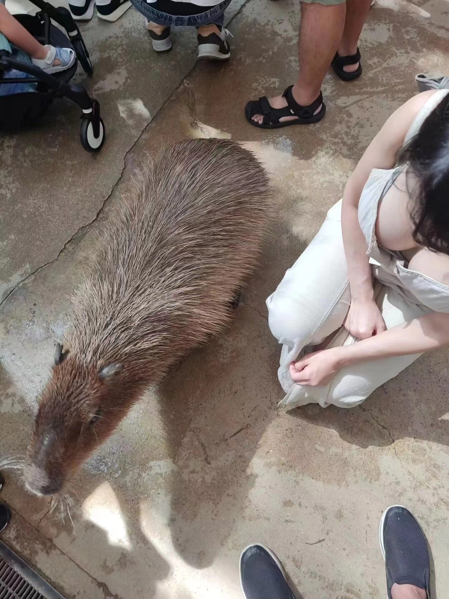 这水豚也太圆了