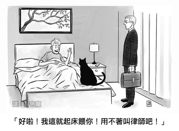 鸡掰猫