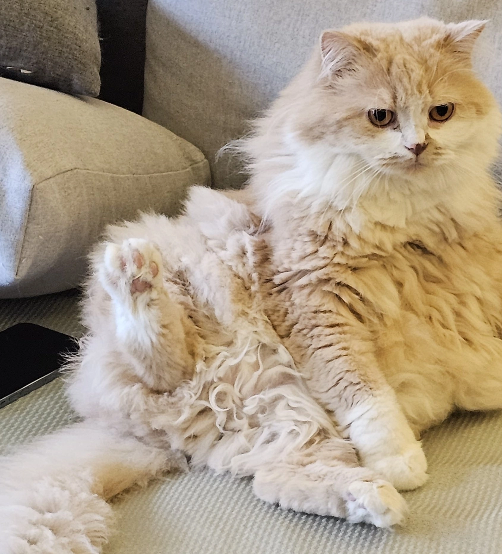 臭脸猫