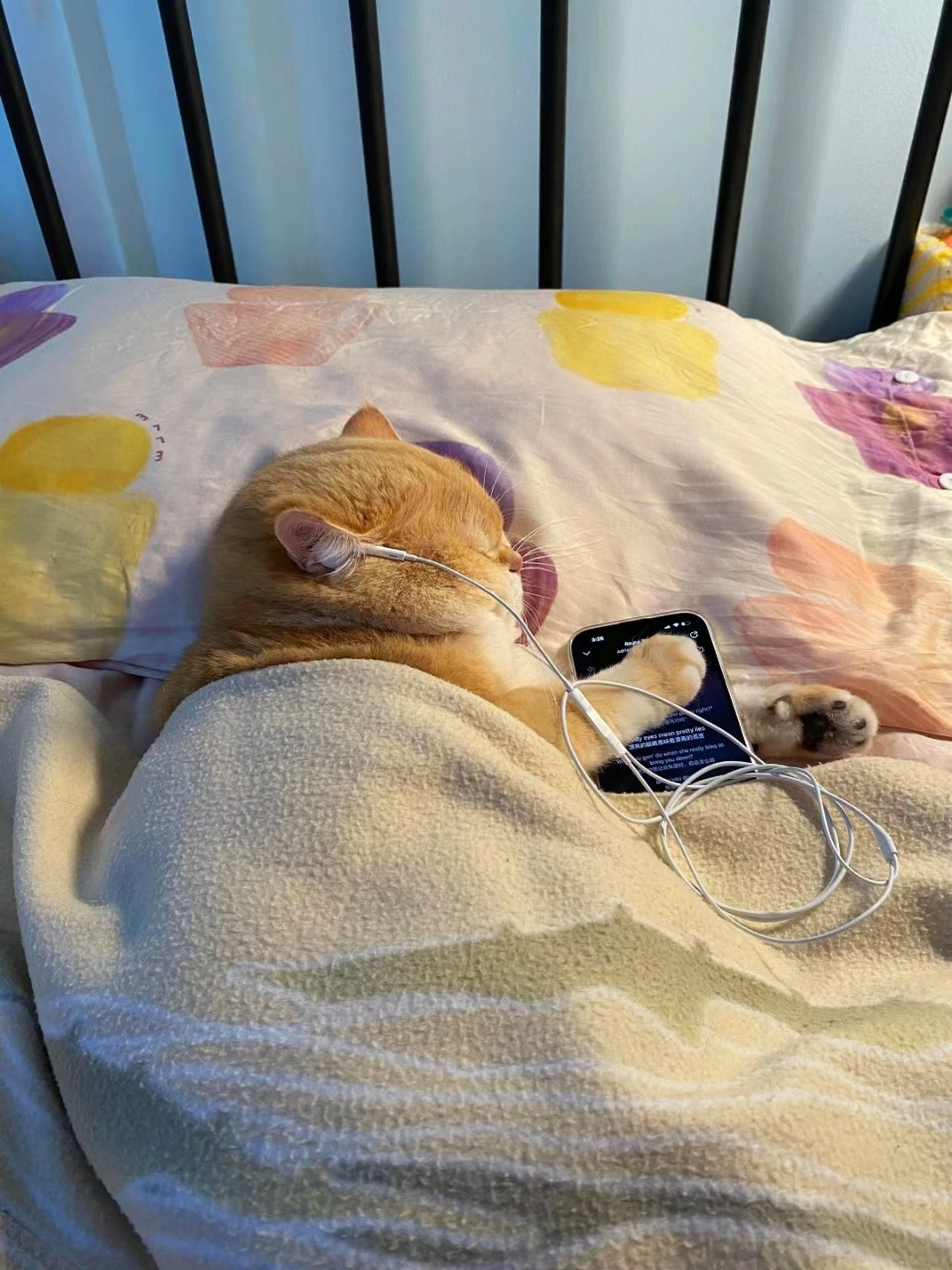 深夜网抑云 猫猫