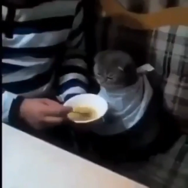 猫猫