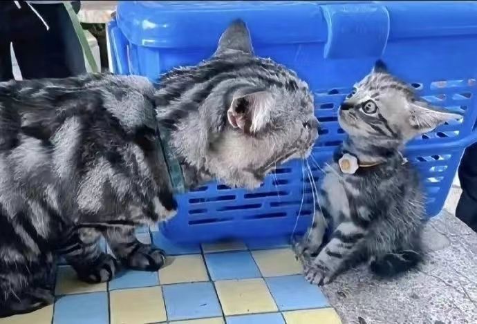 把孩子吓的 猫猫