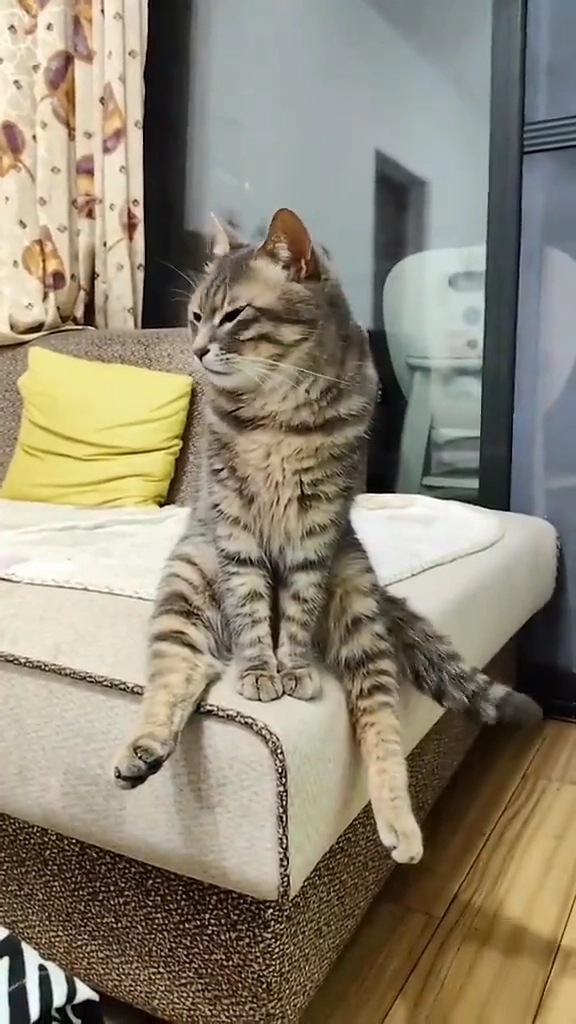 拘谨猫猫