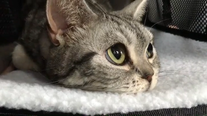 猫猫