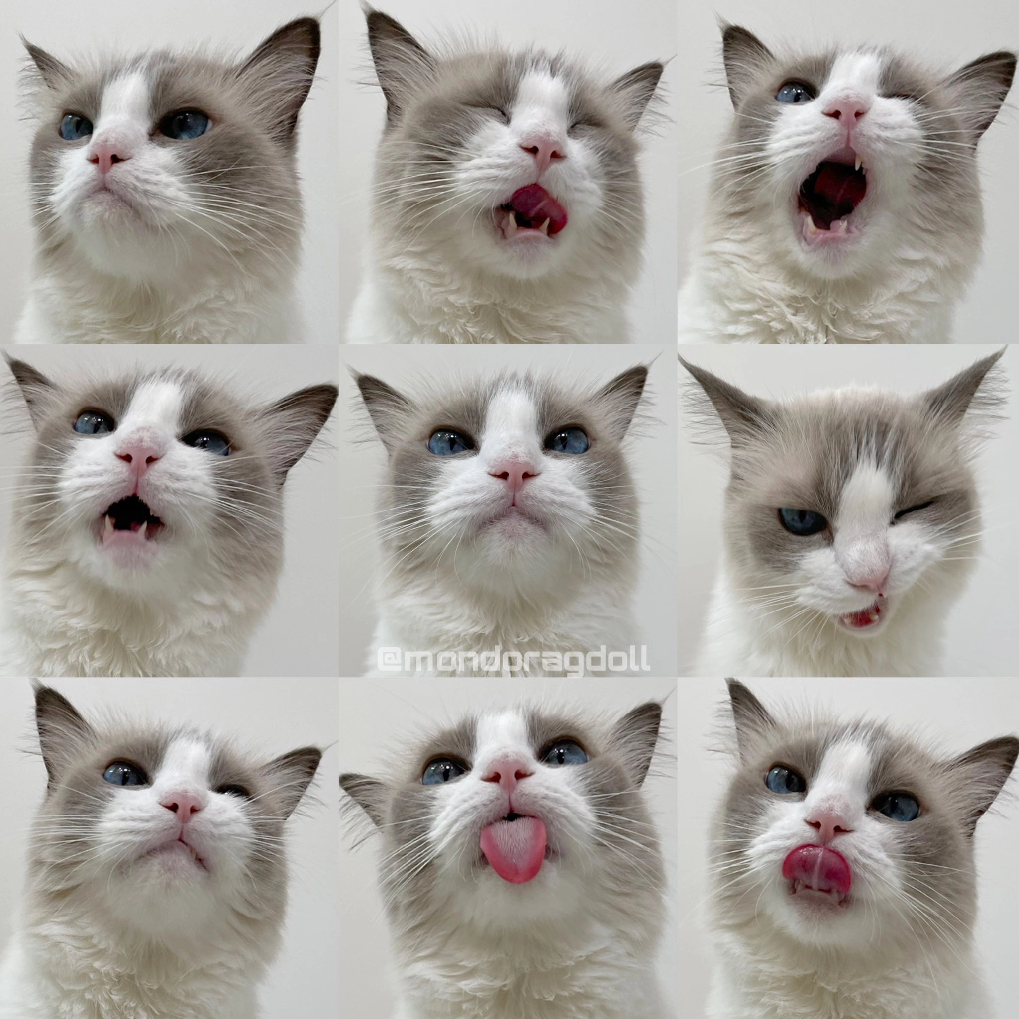 猫猫 九宫格