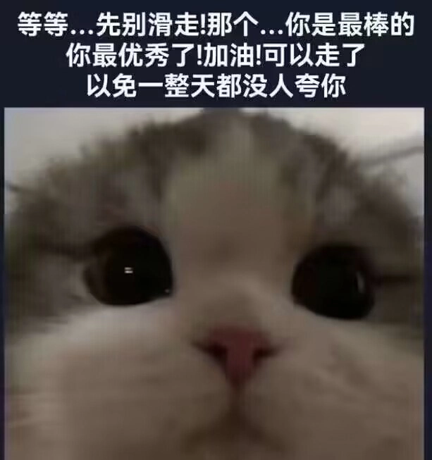 波斯猫