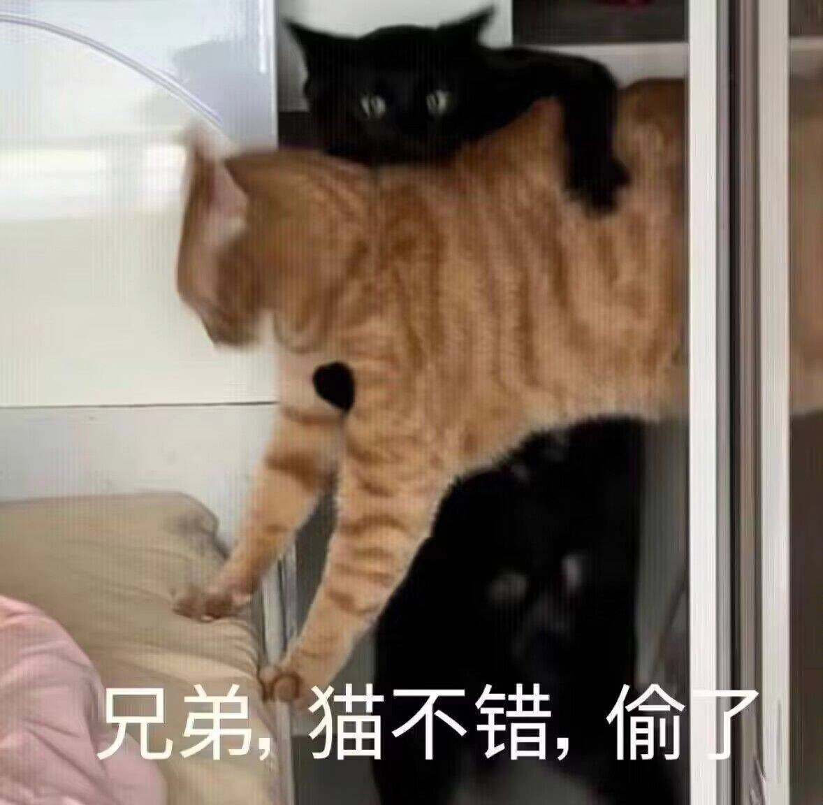 老虎猫