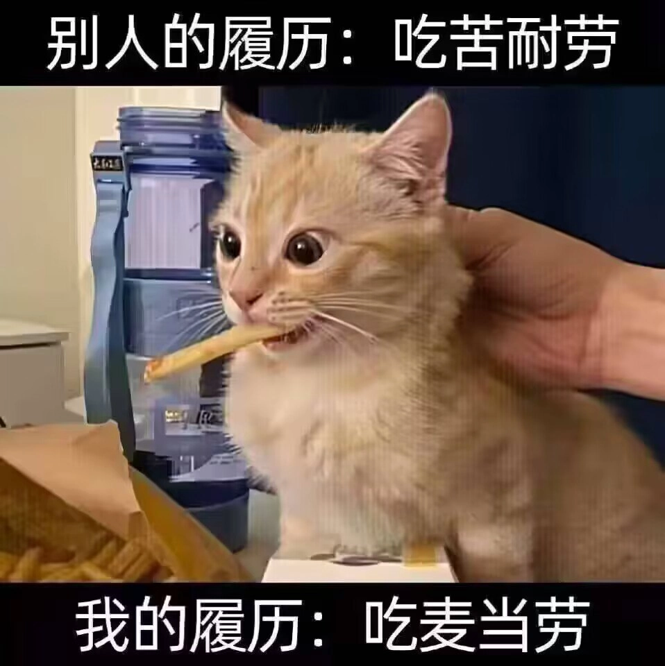 波斯猫