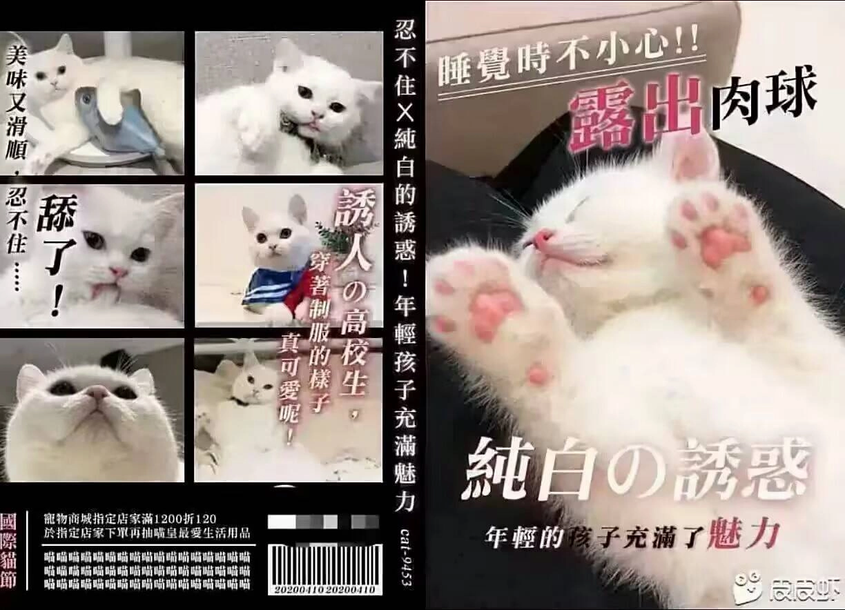 波斯猫
