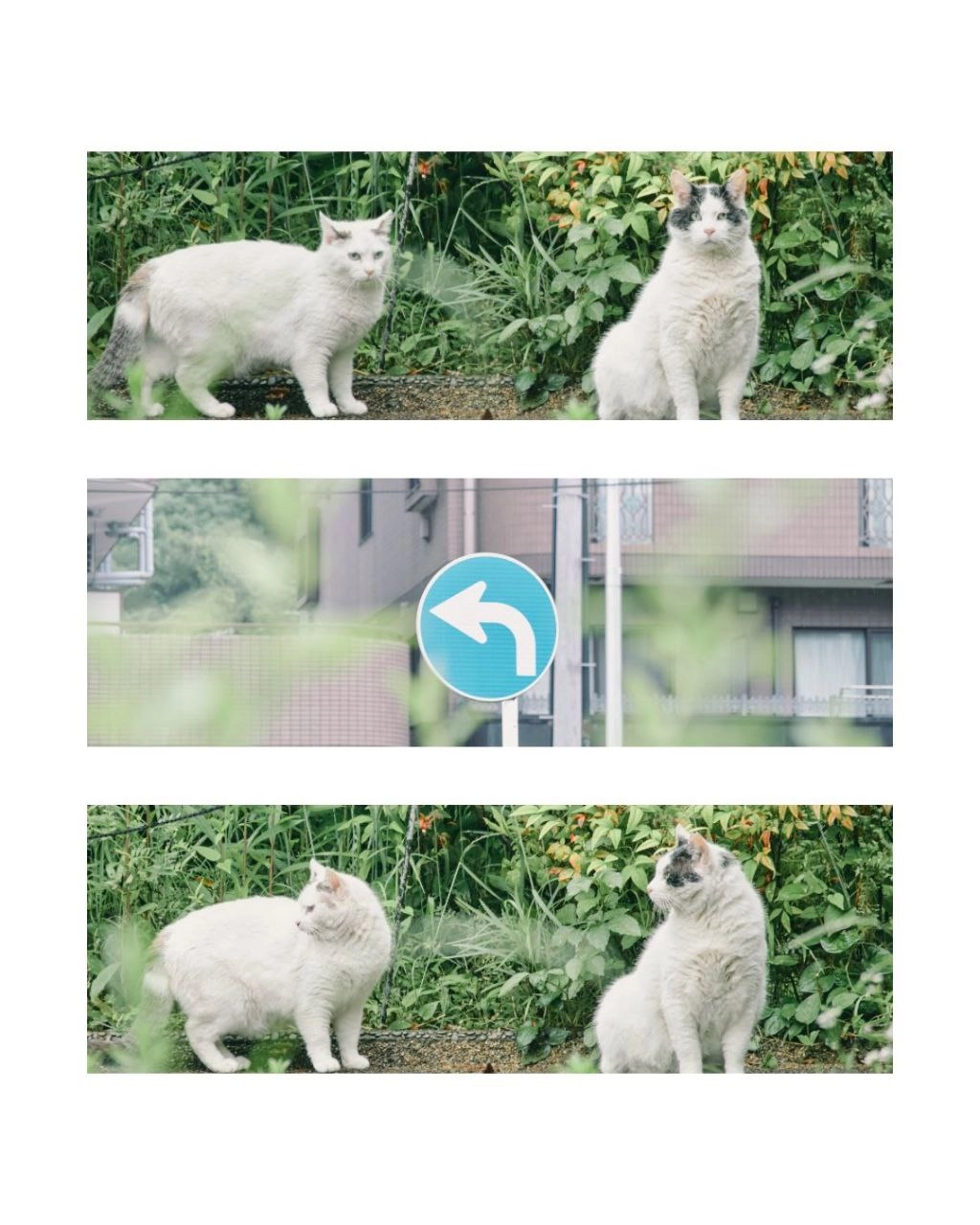 两个猫站在彼此旁边。