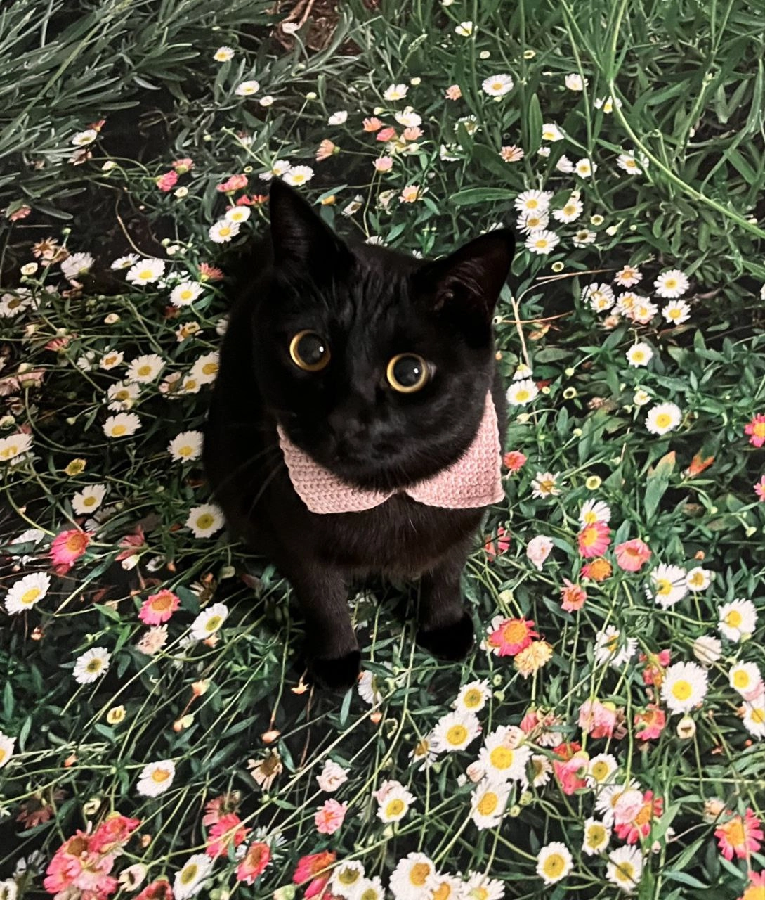 黑猫,脖子上有粉红色的弓。
