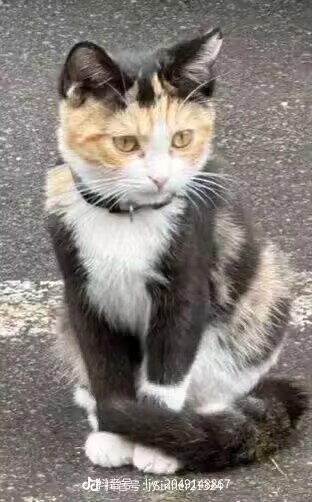 黑色项链的猫。