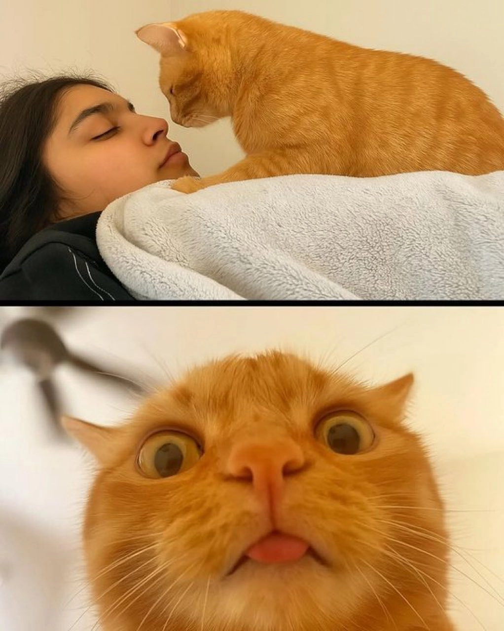 一只有粉红色的舌头的猫盯着女人。