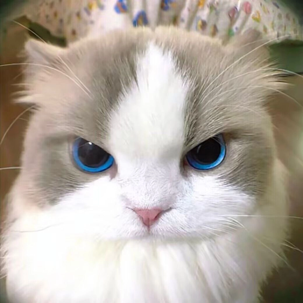 黑头发的女孩和一件白色衬衫。