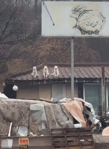 三只狗坐在屋顶上。